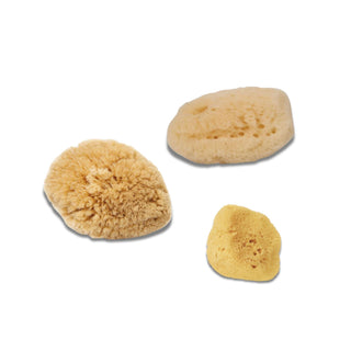 Honsell | Aquarellschwämme Naturschwämme in verschiedenen Ausführungen für Aquarellmalerei - Racher